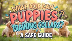 what age can puppies wear training collars