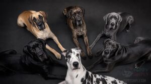 akc-recognized great dane colors akc-recognized great dane colors