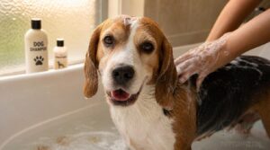 bathing short-coated beagles properly bathing short-coated beagles properly