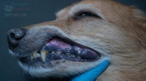 blue, purple, or pale gums blue, purple, or pale gums
