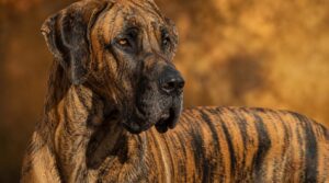 brindle gene expression brindle gene expression