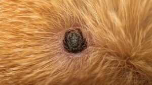 can dead ticks stay attached can dead ticks stay attached