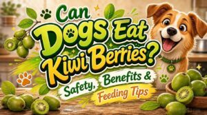 can dogs eat kiwi berries can dogs eat kiwi berries