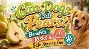 can dogs eat oears can dogs eat oears