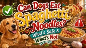 can dogs eat spaghetti noodles can dogs eat spaghetti noodles