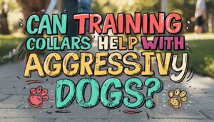can training collars help with aggressive dogs can training collars help with aggressive dogs