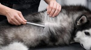 check progress with a grooming comb check progress with a grooming comb