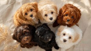 common cavapoo coat colors common cavapoo coat colors