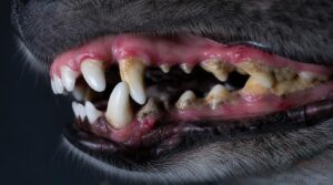 how dog dental disease starts how dog dental disease starts