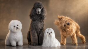 how poodles compare to other low-shedding breeds how poodles compare to other low-shedding breeds