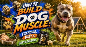 how to build dog muscle how to build dog muscle