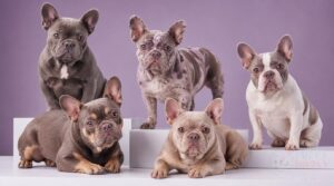 lilac french bulldog color variations lilac french bulldog color variations