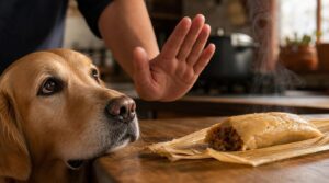 no, dogs should not eat tamales no, dogs should not eat tamales