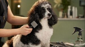parti poodle grooming needs parti poodle grooming needs