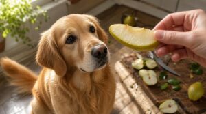 pear nutrition facts for dogs pear nutrition facts for dogs