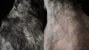 shaving effects on schnauzer coat regrowth shaving effects on schnauzer coat regrowth