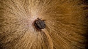 what is a dried dead tick what is a dried dead tick