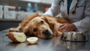 when to call the vet when to call the vet