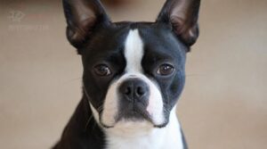 white muzzle band white muzzle band