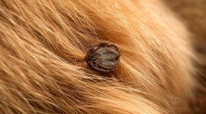 why ticks die on dogs why ticks die on dogs