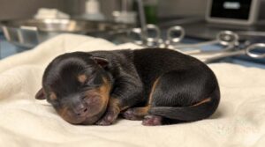 does tail docking hurt rottweilers does tail docking hurt rottweilers