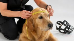 head strap measurement head strap measurement