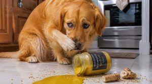 why horseradish mustard can poison dogs why horseradish mustard can poison dogs