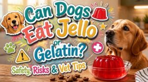 can dogs eat jello gelatin can dogs eat jello gelatin