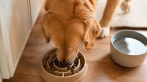 digestive benefits of slow feeders digestive benefits of slow feeders