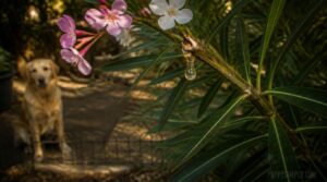 oleander oleander