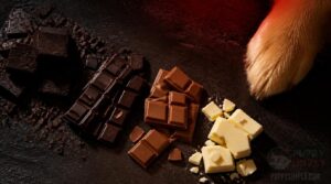 which types of chocolate are most dangerous which types of chocolate are most dangerous
